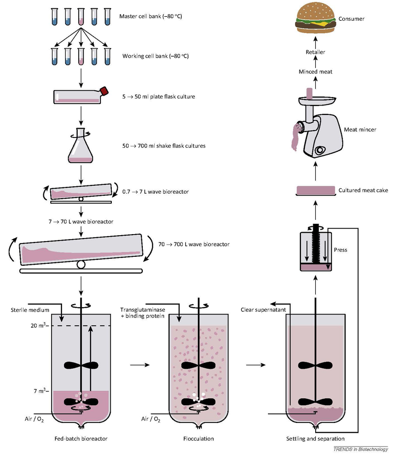 Illustration for article titled Breakthrough: Synthetic Meat Made From Stem Cells